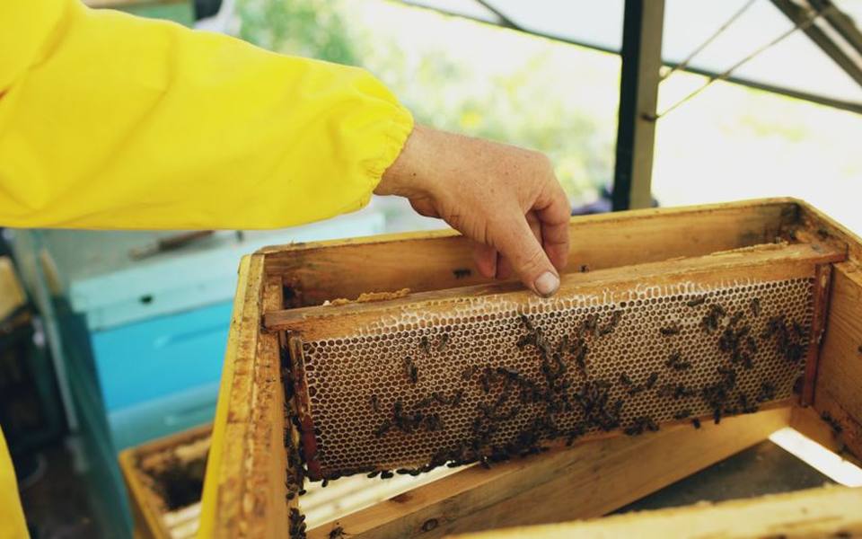 Exploring Apiary Tours and Beekeeping Farms