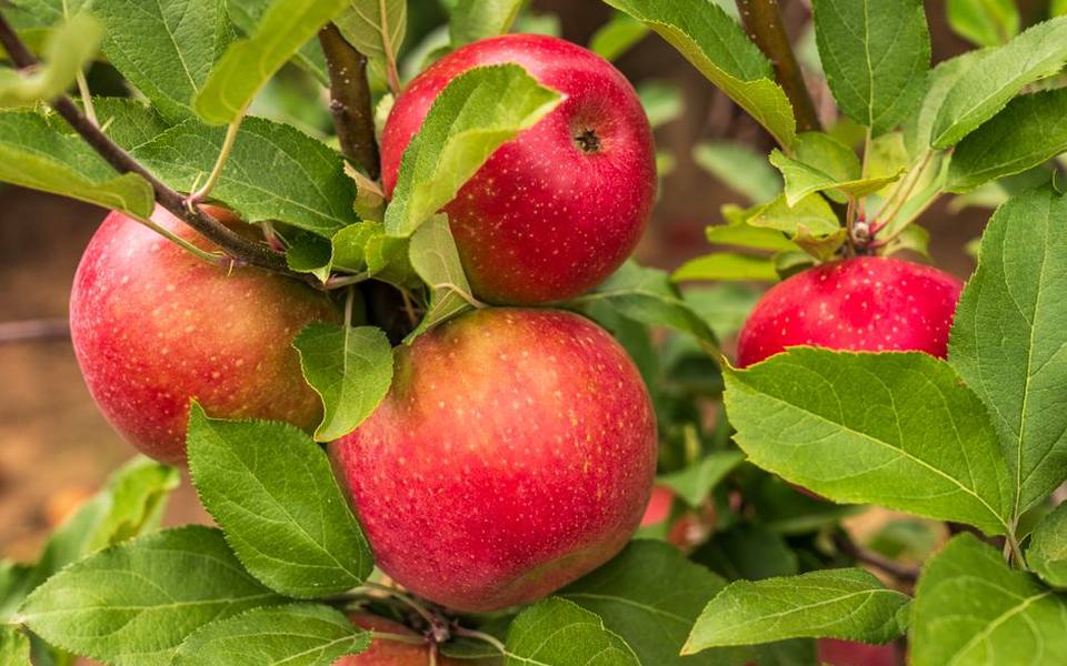 The Apple Harvest Calendar and Seasonal Varieties