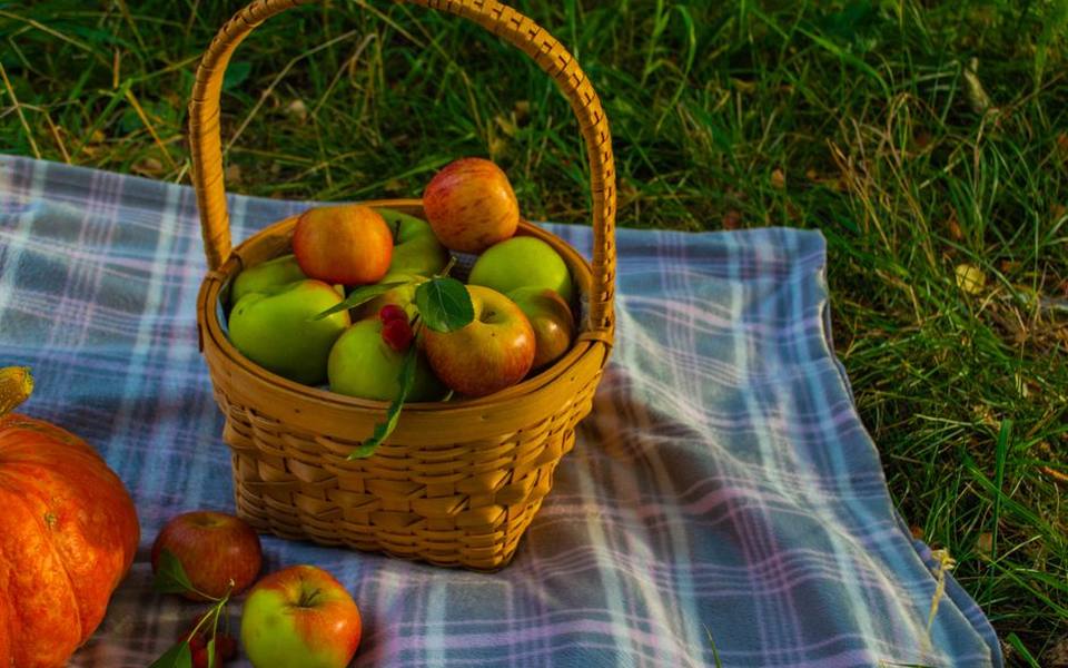 Proper Tree Picking Technique and Orchard Etiquette