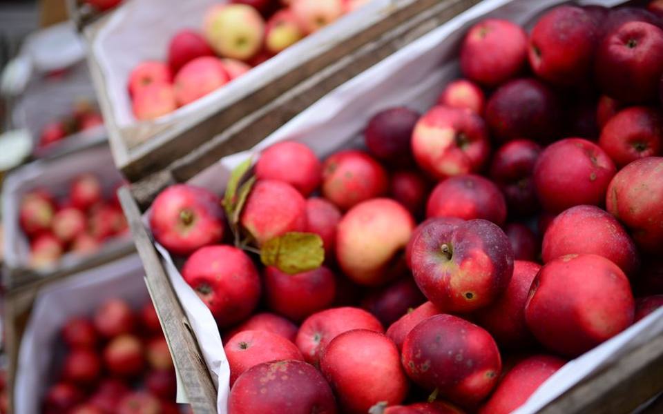 Selecting Red Varieties That Keep Their Shape Under Heat