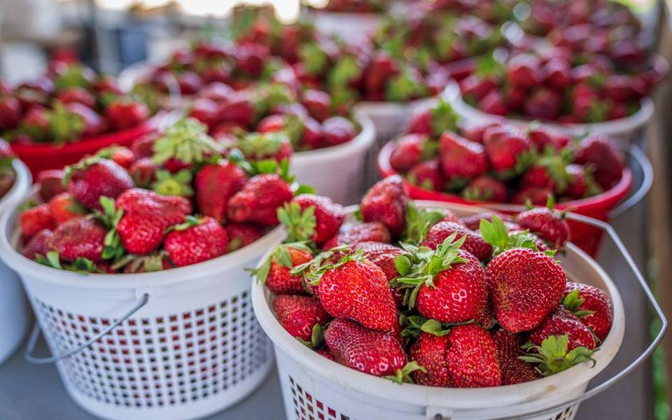 Protecting Field Strawberries from Spoilage After the Harvest