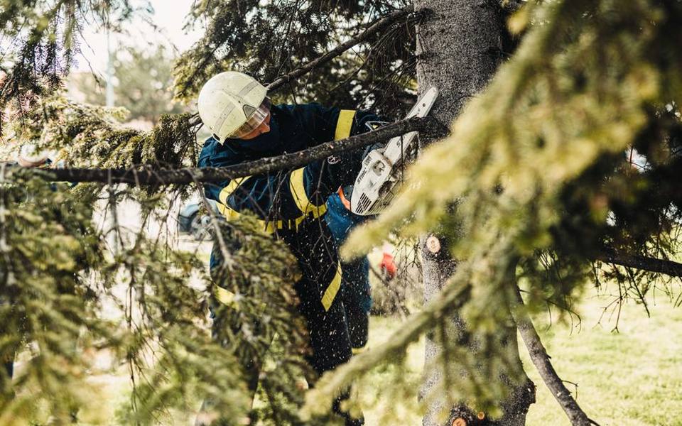 Farm Property Maintenance: Evaluating Tree Cutting Costs