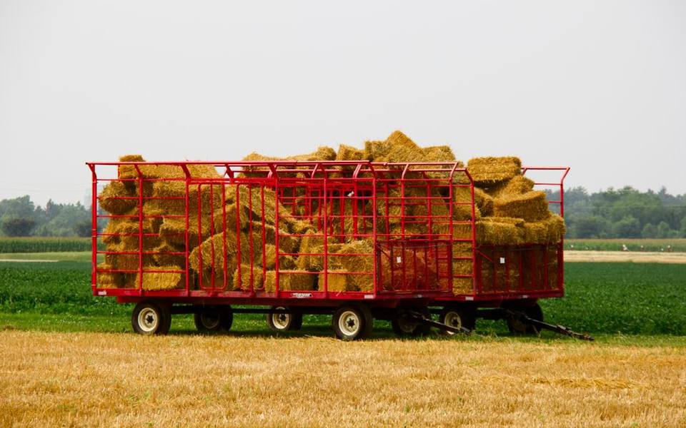 Farm Festival Logistics: Admission, Crowds, and Field Etiquette