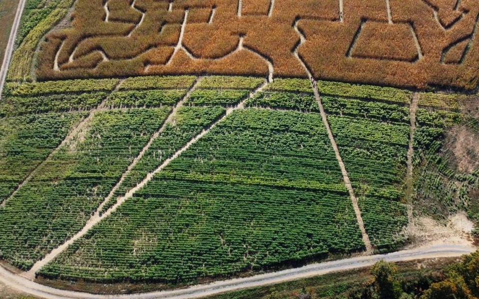 Corn Mazes Versus Hay Mazes: What to Expect in the Field