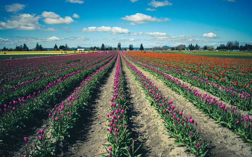 Early Spring Bulb Festivals and Tulip Rows