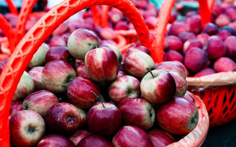Visiting Coastal Orchards on Long Island
