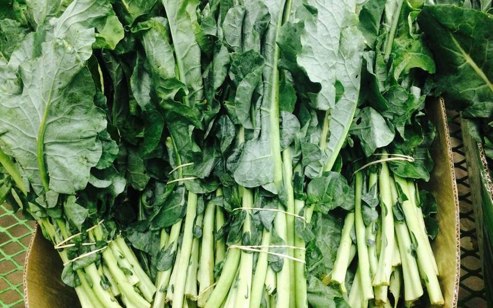 Picking Crisp Collard Greens and Cooking Herbs