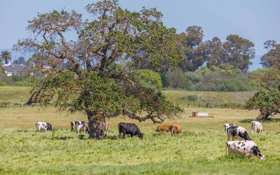 Pasture Grazing and How Cattle Digest Roughage