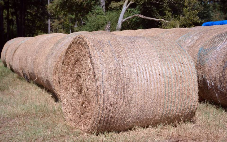 Choosing the Right Cow Feeder for Bales and Rations