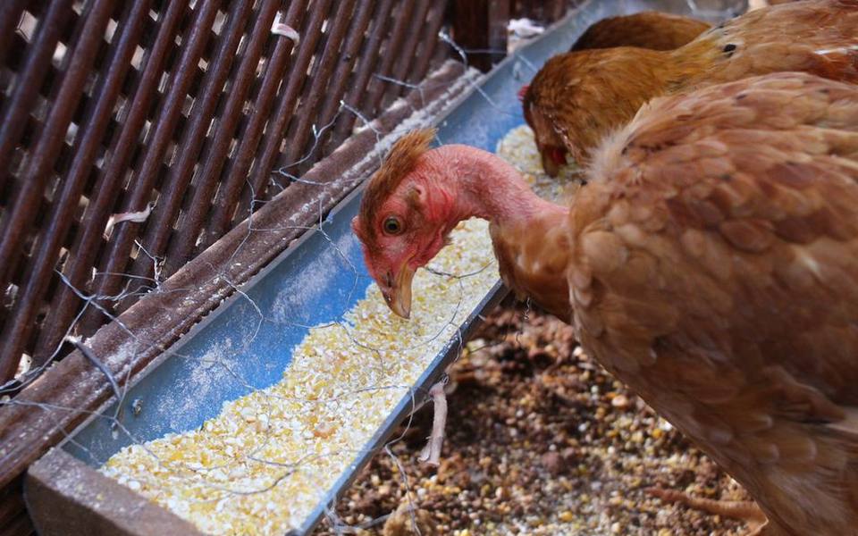 Nutritional Programs and Feed for Poultry Flocks