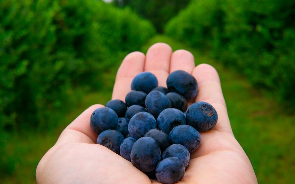 Selecting the Best Berries for Preserving and Jam
