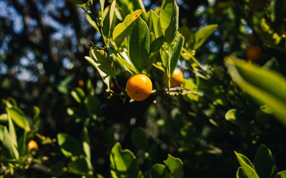 Walking Sunlit Citrus Groves and Winter Picking
