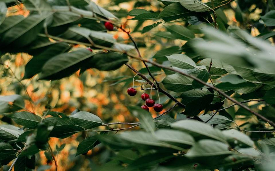 Picking Sweet and Tart Cherries Directly from the Branch