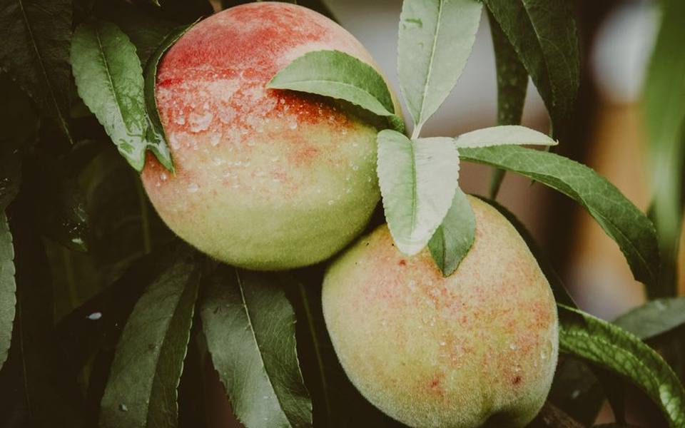 Tree-Ripened Peaches and Regional Stone Fruit Traditions