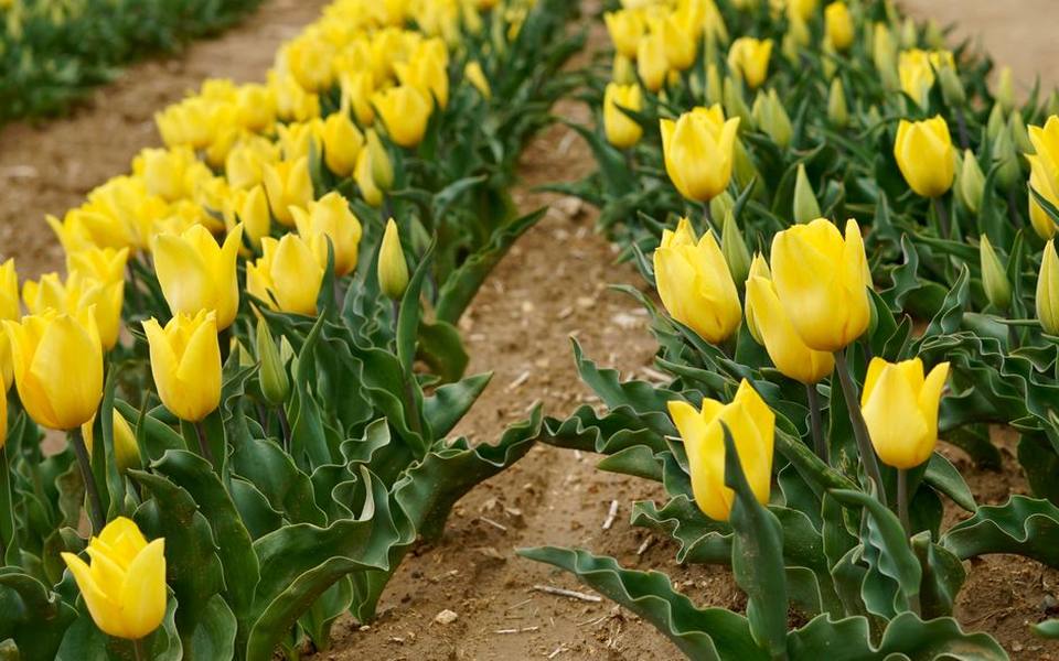 Visiting Spring Tulip Festivals and Preserving Bulbs