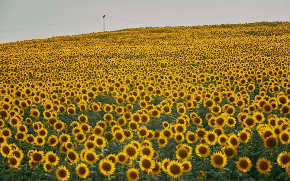 Navigating Sunflower Farms During the Midsummer Flush