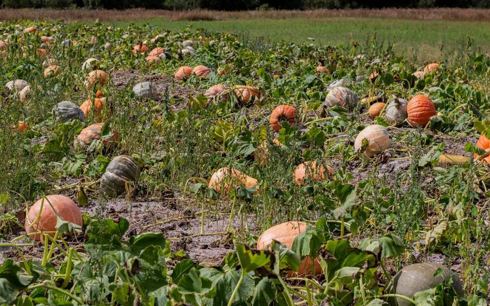 Determining When Field Pumpkins Are Ready for Harvest