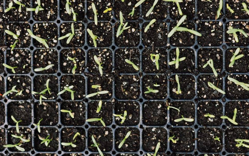 Cultivating Vibrant Dahlias from Garden Seed